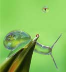 glass_snail