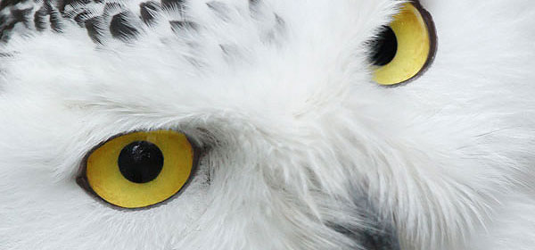 snowy owl from public domain pictures dot net