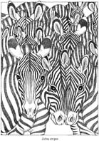 NatureScapes_zebras