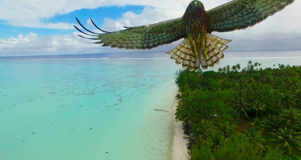 Drone shotBird attack in French Polynesia 